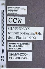 Etikette zu Platiana tenompokensis (Ôhira, 1973) (NHMW-ZOO-COL-0008482)